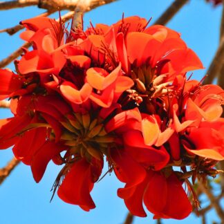 ERYTHRINA CAFFRA Coast Coral Tree 6L