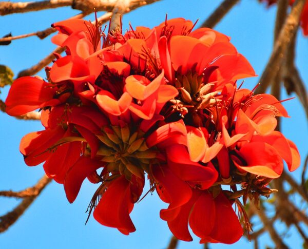 ERYTHRINA CAFFRA Coast Coral Tree 6L
