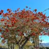 ERYTHRINA CAFFRA Coast Coral Tree 6L
