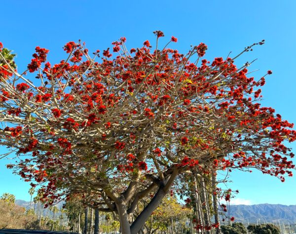 ERYTHRINA CAFFRA Coast Coral Tree 6L