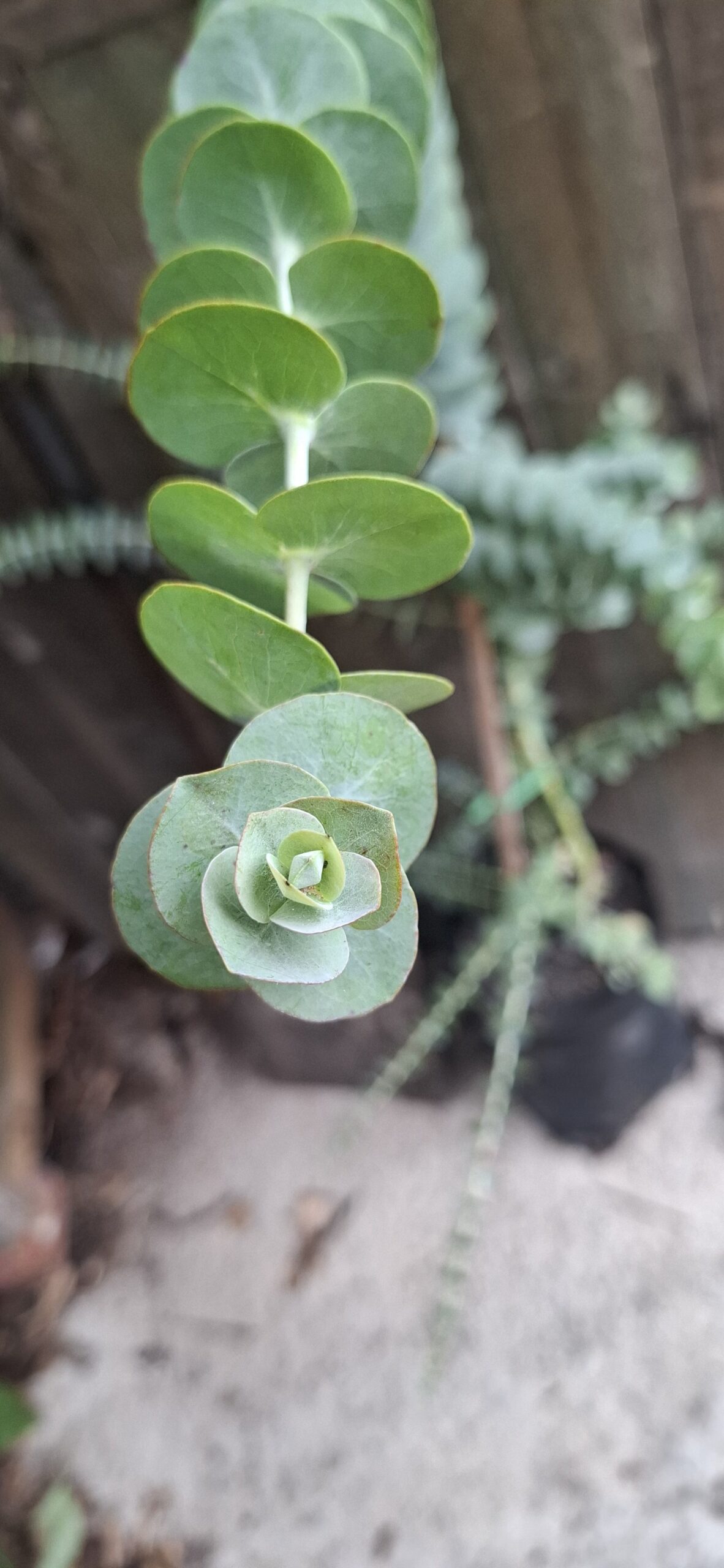 EUCALYPTUS PULVERULENTA Florists Silver Dollar - Baby Blue Bouquet 4,5L - Image 3