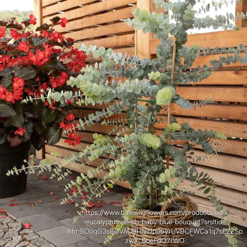EUCALYPTUS PULVERULENTA Florists Silver Dollar - Baby Blue Bouquet 4,5L - Image 2