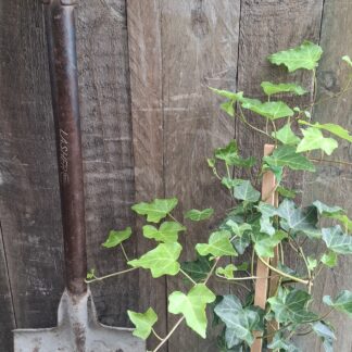 HEDERA HELIX English Ivy 2,5L