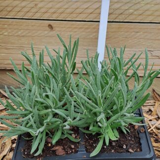 Lavender 4pk Margeret Roberts