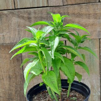 Monarda Didyma BeeMine Lavender
