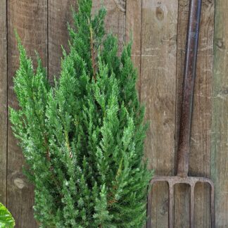 Juniperus Chinensis Christmas Tree