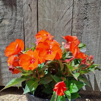 Sunpatiens Compact Electric Orange