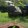 1000463736.jpg Clove Tree 30-60cm