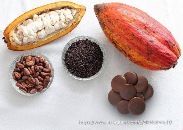 1000463743.jpg Cocoa Tree 30-60cm