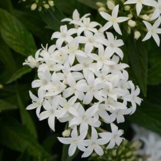 PENTAS LANCEOLATA Pentas - Lucky S White 15cm