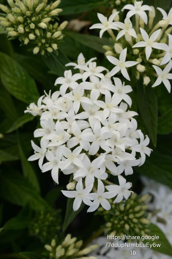 PENTAS LANCEOLATA Pentas - Lucky S White 15cm