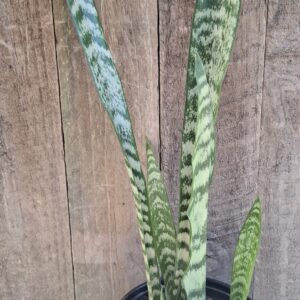 1000465759-scaled-1 Snake Plant Sansevieria