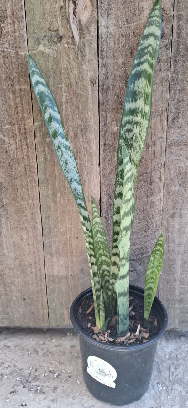 Snake Plant Sansevieria