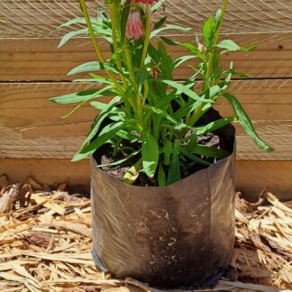 Brachteantha Straw Flower Light Pink