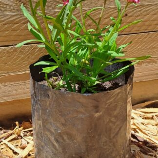 Bracteantha Straw Flower Purple Red