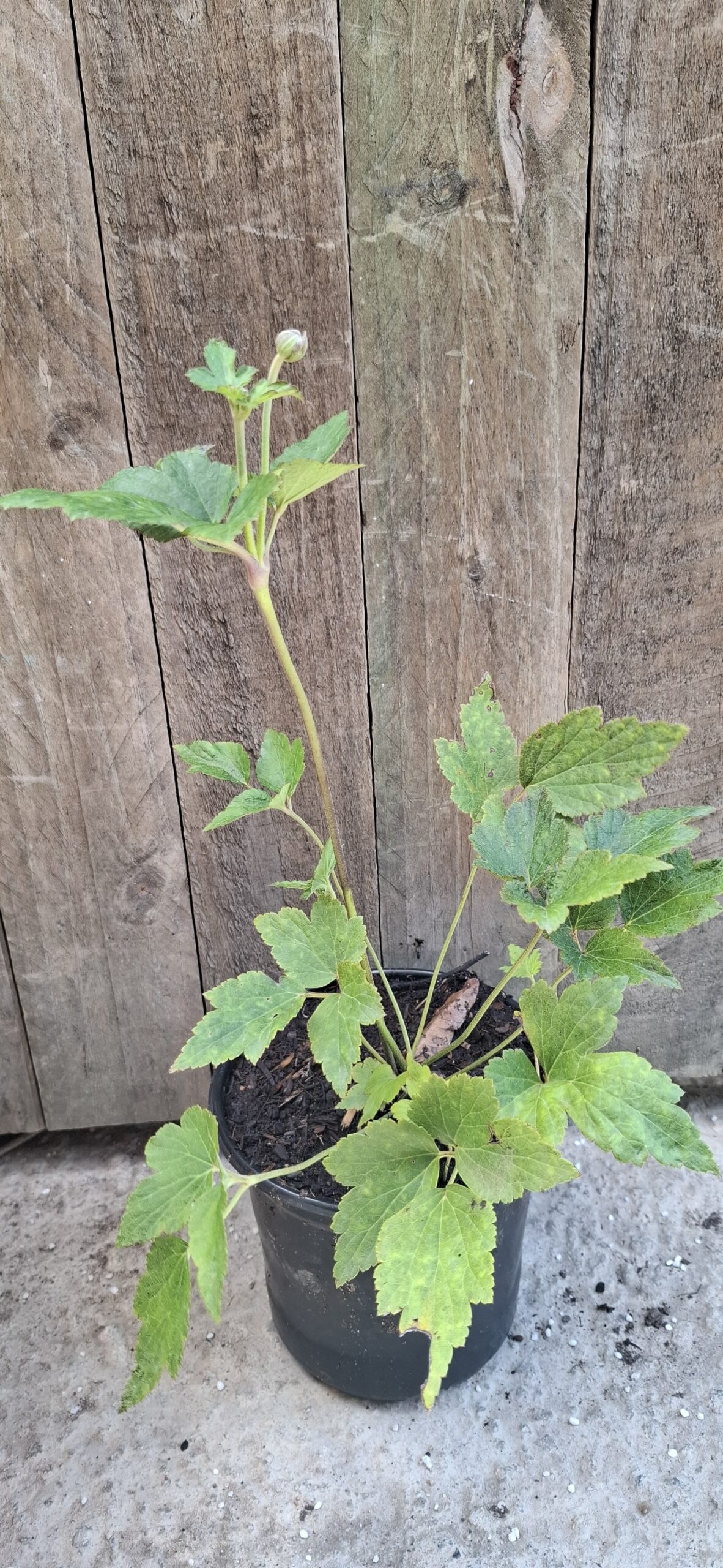 Japanese Anemone White 19cm - Image 3