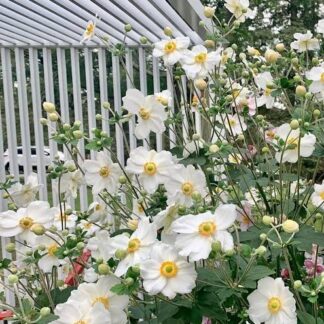 Japanese Anemone White 19cm