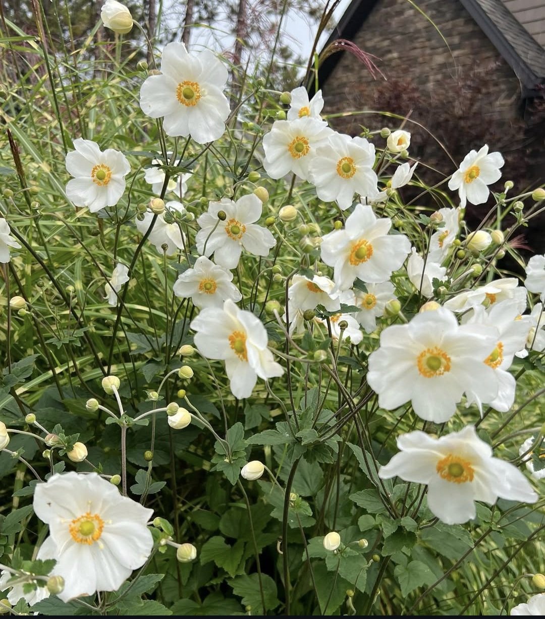 Japanese Anemone White 19cm - Image 2
