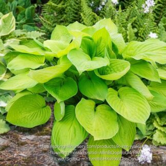 Hosta ki ren jyaku  - 14cm