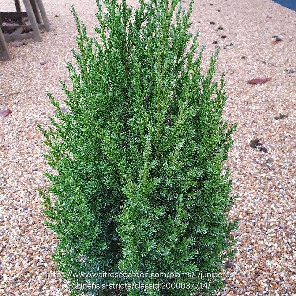 JUNIPERUS CHINENSIS Chinese Juniper 17cm