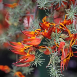 LOTUS BERTHELOTII Parrot's Beak - Red Flush 15cm