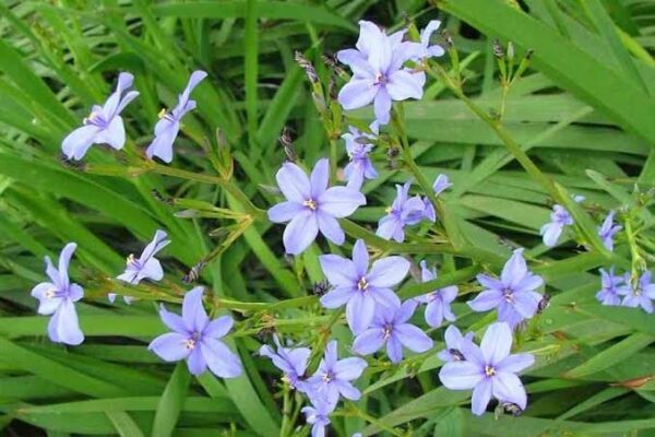 1000471890.jpg ARISTEA ECKLONII Blue Stars / Blou sterre 2.5L