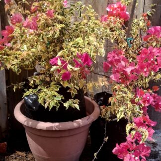 Bougainvillea variegated 'Bengal Orange' 20l