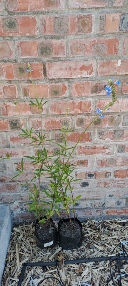 Salvia Uliginosa - Image 2