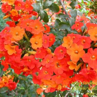 Streptosolen jamesonii (Marmalade Bush)