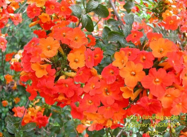 1000479329.jpg Streptosolen jamesonii (Marmalade Bush)