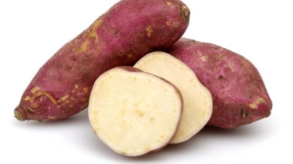 1000481204.jpg Edible Sweet Potato Plant 12cm