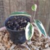 Hoya Carnosa "Krimson Queen" 12cm
