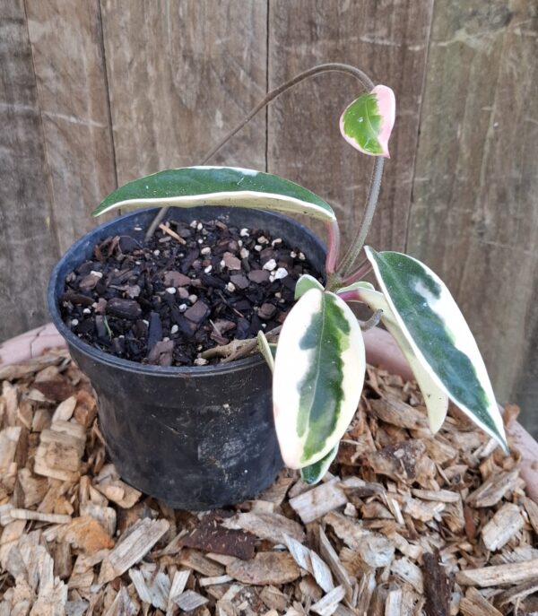 Hoya Carnosa "Krimson Queen" 12cm