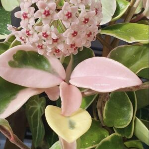 1000483187-1 Hoya Carnosa "Krimson Queen" 12cm