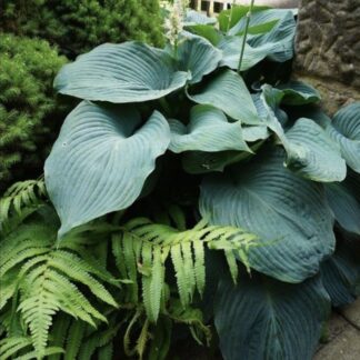 Hosta lakeside maverick  - 14cm