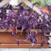 Tradescantia "Purple Heart" 12cm