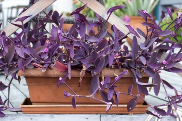 Tradescantia "Purple Heart" 12cm