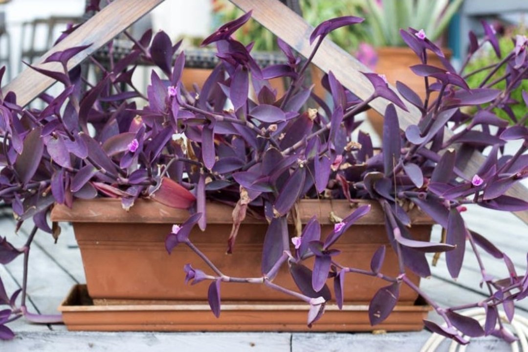 Tradescantia "Purple Heart" 12cm - Image 2