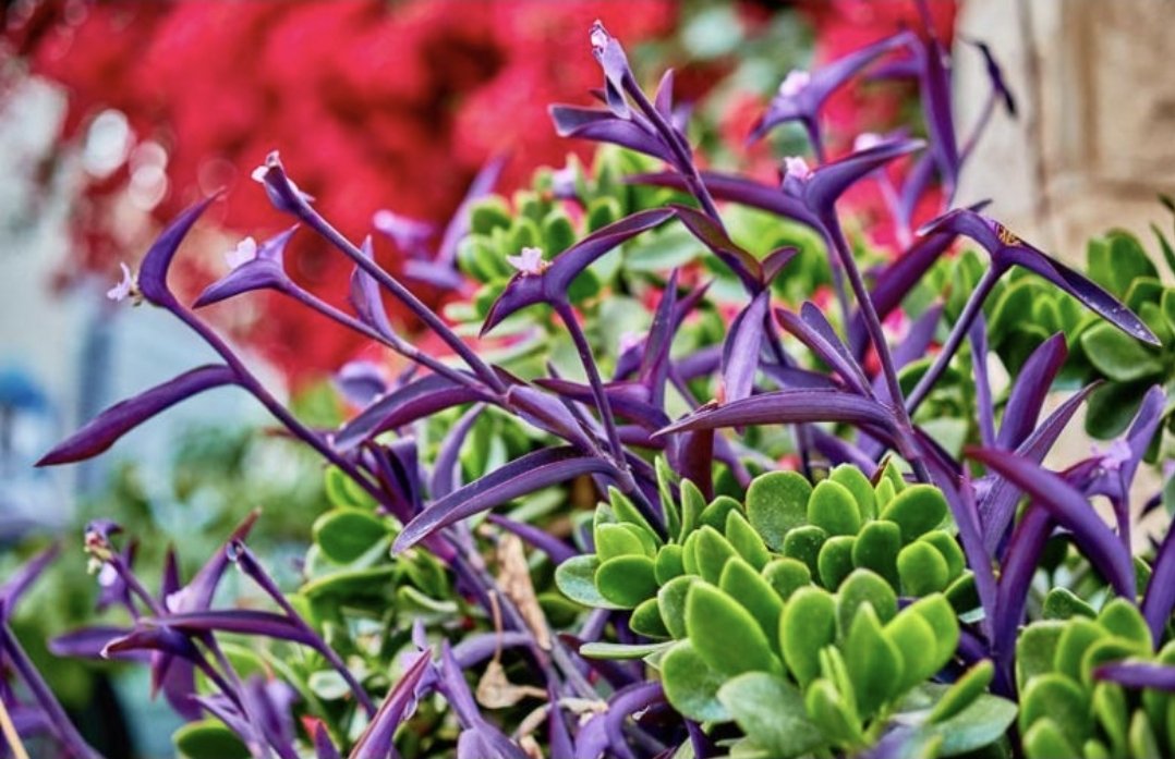 Tradescantia "Purple Heart" 12cm