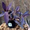 Tradescantia "Purple Heart" 12cm