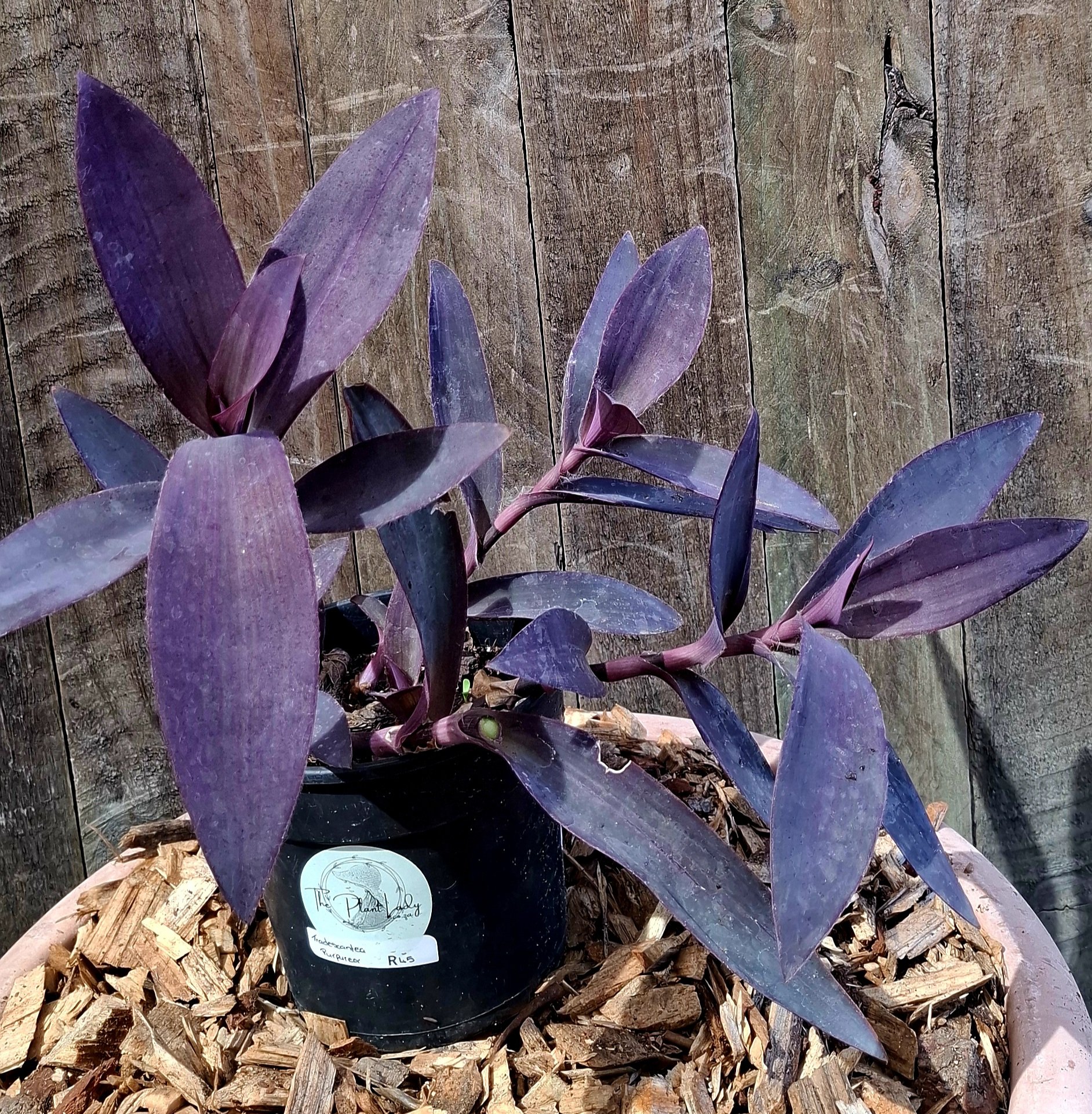 Tradescantia "Purple Heart" 12cm - Image 3