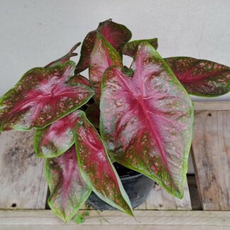 Caladium Jesus Heart 'Starlight Red'