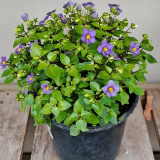 ‘Persian violet’ Exacum Affine