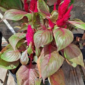 'Lizard Leaf' Celosia