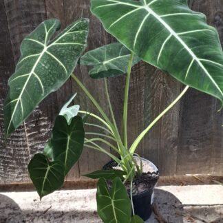 ALOCASIA FRYDEK