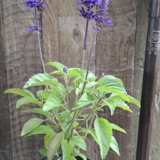 Salvia Mystic Spires 14cm