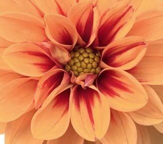 DAHLIA HYBRIDA Garden Dahlia - Dalaya Ravi 15cm