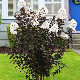 Lagerstroemia Indica