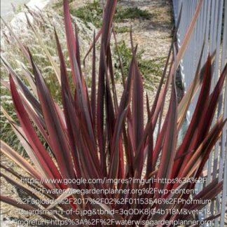 Phormium New Zeeland Flax