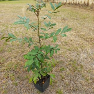 Wild Plum Harpephyllum caffrum 1m